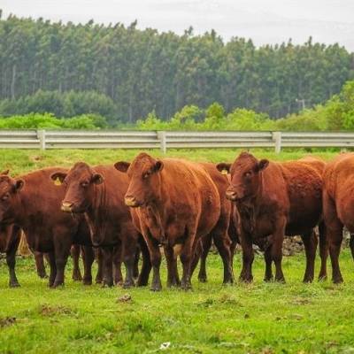 Boi gordo inicia ano com preços firmes - Notícias - Mato Grosso digital