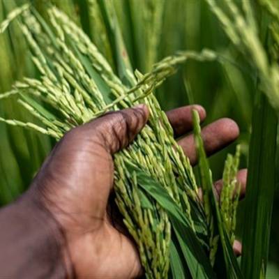 Calor intenso pode impactar colheita de arroz - Notícias - Mato Grosso digital