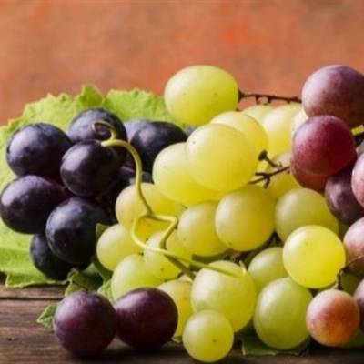 Colheita de uvas inicia com sanidade satisfatória - Notícias - Mato Grosso digital