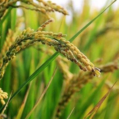 Desempenho superior no cultivo de arroz - Notícias - Mato Grosso digital