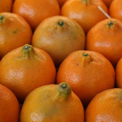 Lavouras de laranja recebem manejo contra doenças - Notícias - Mato Grosso digital